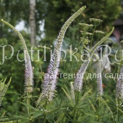 Вероникаструм виргинский (Veronicastrum virginicum Pink Glow)