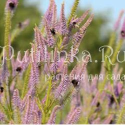Вероникаструм виргинский (Veronicastrum virginicum Temptation)