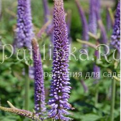Вероникаструм сибирский (Veronicastrum sibiricum)