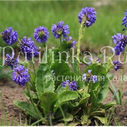 Вульфения каринтская (Wulfenia carinthiaca)