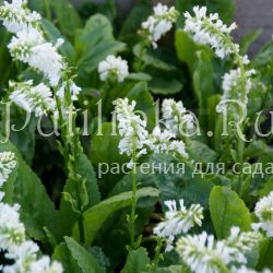 Вульфения каринтская (Wulfenia carinthiaca Alba)