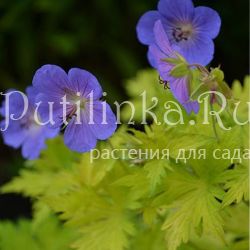 Герань садовые гибриды Blue Sunrise (Geranium Blue Sunrise)