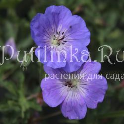 Герань садовые гибриды Rosanne (Geranium “Rosanne”)