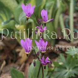 Додекатеон меада “Goliath” (Dodecatheon meadia “Goliath”)