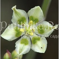 Зигаденус изящный (Anticlea elegans)