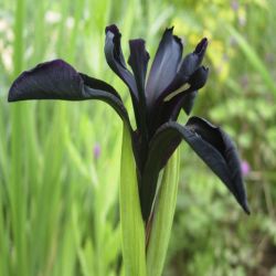 Ирис черноцветковая форма (Iris chrysographes)
