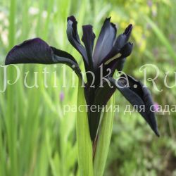 Ирис черноцветковая форма (Iris chrysographes)