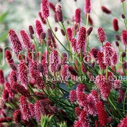 Кровохлебка Мензиеса (Sanguisorba menziesii)