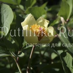 Пион Млокосевича (Paeonia mlokosewitschii)