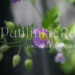 Синюха (Polemonium сarneum Appricot Delight)