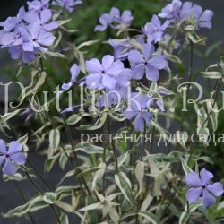 Флокс растопыренный ( Phlox divaricata Montrose Tricolor)