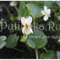 Фиалка душистая форма желтая (Viola odorata f.sulpurea)