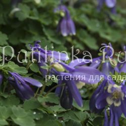 Аквилегия дисколор (Aquilegia discolor)