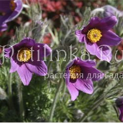 Прострел обыкновенный голубой (Pulsatilla vulgaris Bluе)