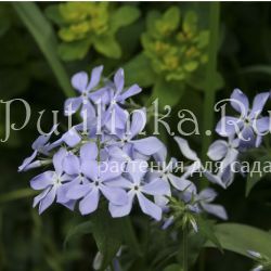 Флокс растопыренный Violet Queen (Phlox divaricata Violet Queen)