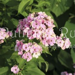 Флокс метельчатый Sherbet Blend (Phlox paniculata Sherbet Blend)