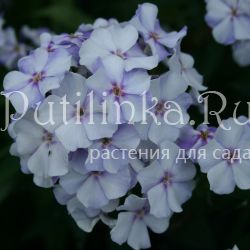 Флокс метельчатый Новинка (Phlox paniculata)