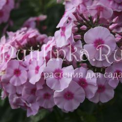 Флокс метельчатый (Phlox paniculata)