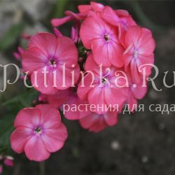 Флокс метельчатый Валентина Гаганова