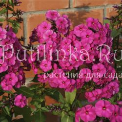 Флокс метельчатый (Phlox paniculata)