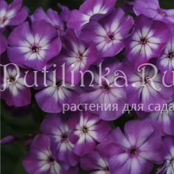 Флокс метельчатый Успех (Phlox paniculata Uspekh)