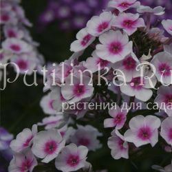 Флокс метельчатый Румяный (Phlox paniculata Rumyany)