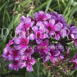 Флокс метельчатый Drakon (Phlox paniculata Drakon)