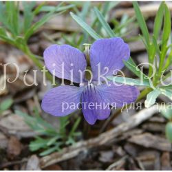 Фиалка черешчатовидная (Viola pedatifida)