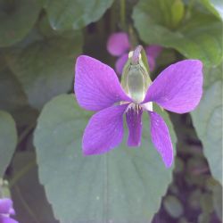 Фиалка сестринская красная (Viola sororia Rubra)
