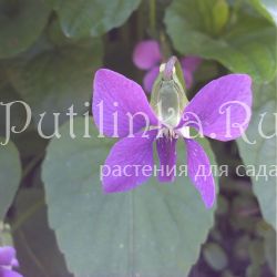 Фиалка сестринская красная (Viola sororia Rubra)