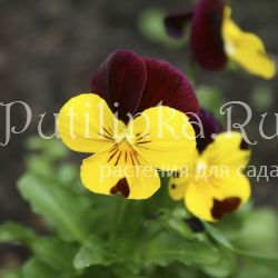 Фиалка рогатая Penny Red Wing (Viola Penny Red Wing)