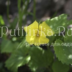 Фиалка одноцветковая (Viola uniflora)