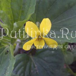 Фиалка желтая (Viola pubescens)