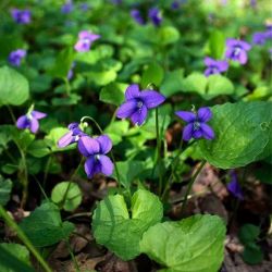 Фиалка душистая форма синяя (Viola odorata f. blue)