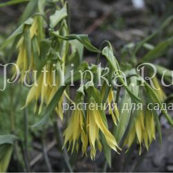 Увулярия крупноцветковая (Uvularia  grandiflora)*