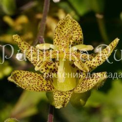 Трициртис (Tricyrtis puberula)