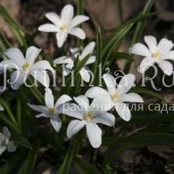 Хионодокса (Chionodoxa)