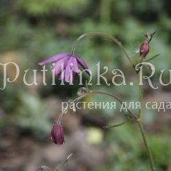 Семиаквилегия безшпорцевая (Aquilegia ecalcarata)