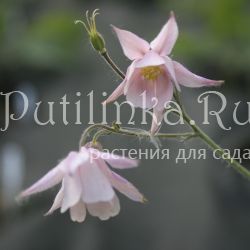 Семиаквилегия безшпорцевая розовая (Aquilegia ecalcarata)