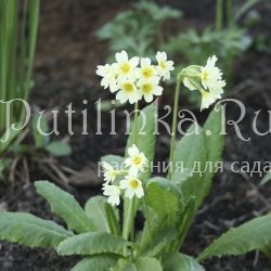 Примула Палласа (Primula pallasii)