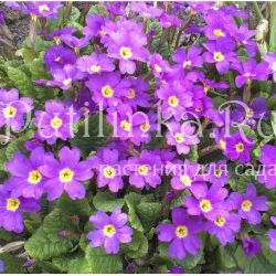 Примула Юлии (Primula juliae)