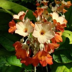 Примула флоринды оранжевая (Primula florindae)