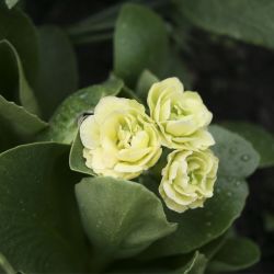 Примула ушковая Berti (Primula auricula Berti)