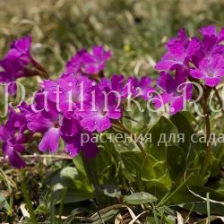Примула спектабилис (Primula spectabilis)