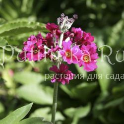 Примула припудренная (Primula pulverulentha)