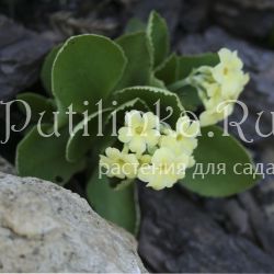 Примула опушенная Beverly White (Primula x рubescens Beverly White)