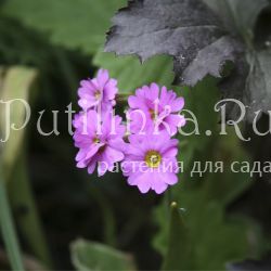 Примула многожилковая форма из Тартуского ботсада (Primula polyneura)