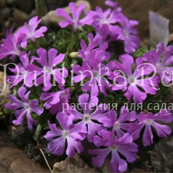 Примула маленькая (Primula minima)