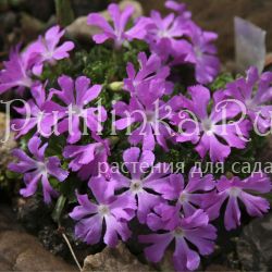 Примула маленькая (Primula minima)