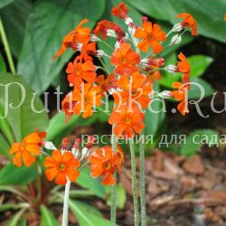 Примула Кокбурна (Primula cockburniana)